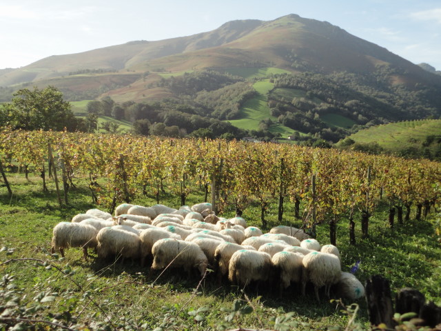 Irouleguy Oct 2014  sheep vines