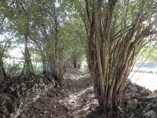 Part of the trail was inside a row of trees and hedges separating two fields.