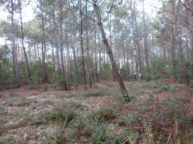 Pine forest a few hundred yards in from the beach at Cap de l'Homy