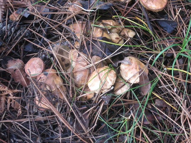 Clusters of mushrooms were easy to spot amid the pine needles