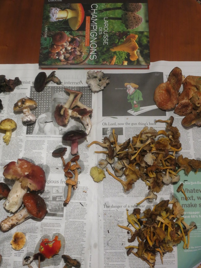 Sorting the mushrooms I found