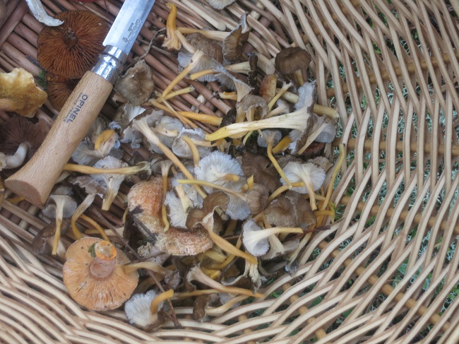 Some of the edibiles to be found include yellow foot chanterelles and red pine mushrooms