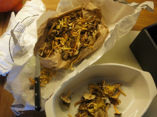 Cleaning the yellow foot chanterelles